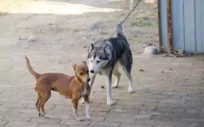 哈士奇被主人绑在家门口，不为了看门，只是防止二哈上天！