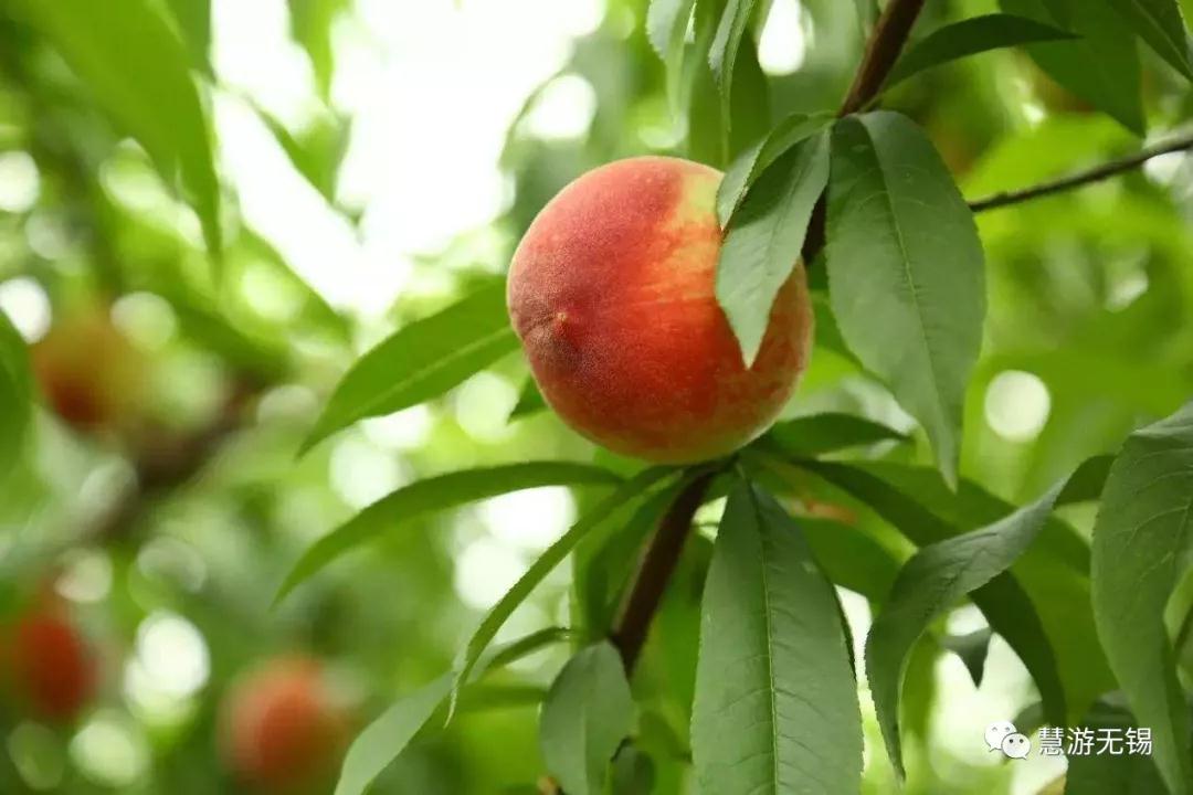慧游君教你怎样有腔调的吃水蜜桃！