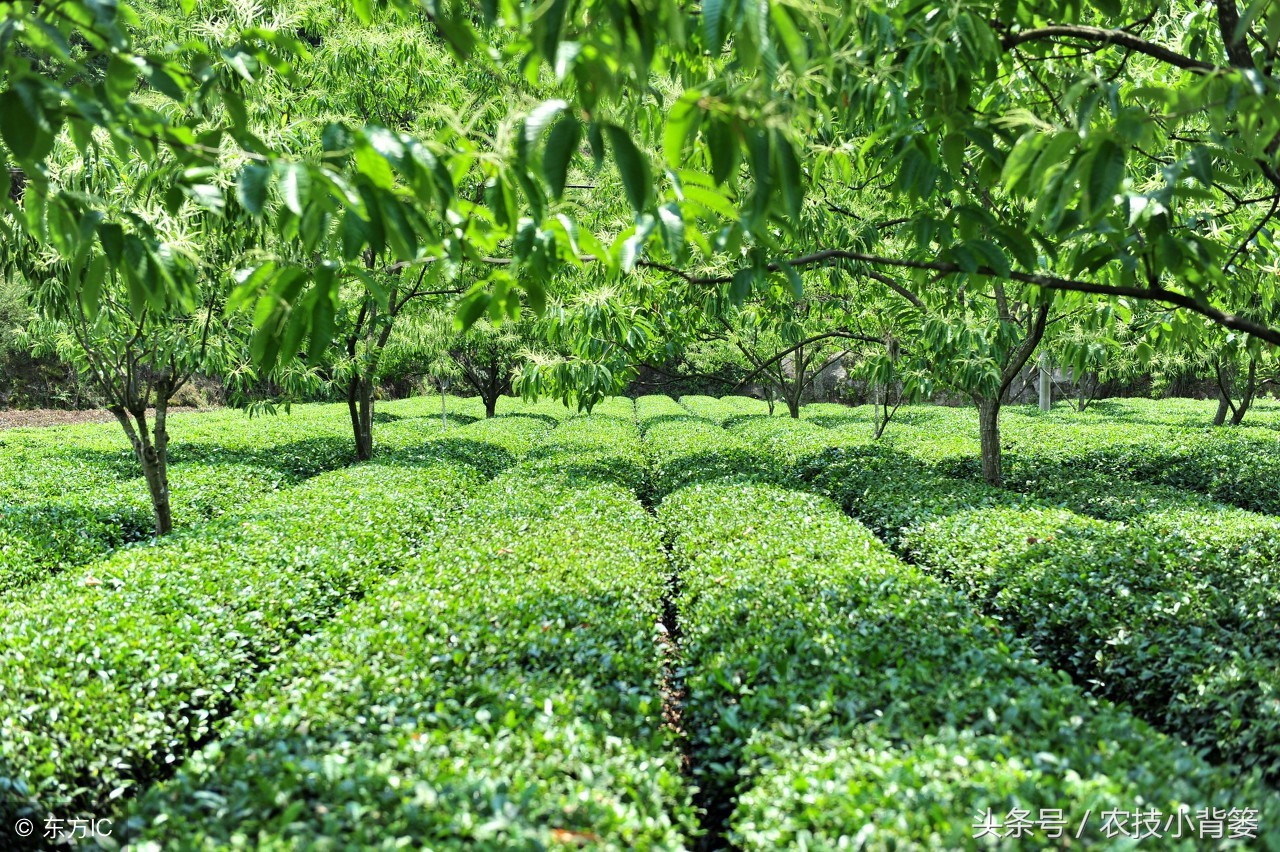 农作物重茬种植怎样高产抗病害,豆角重茬病虫害防治方法
