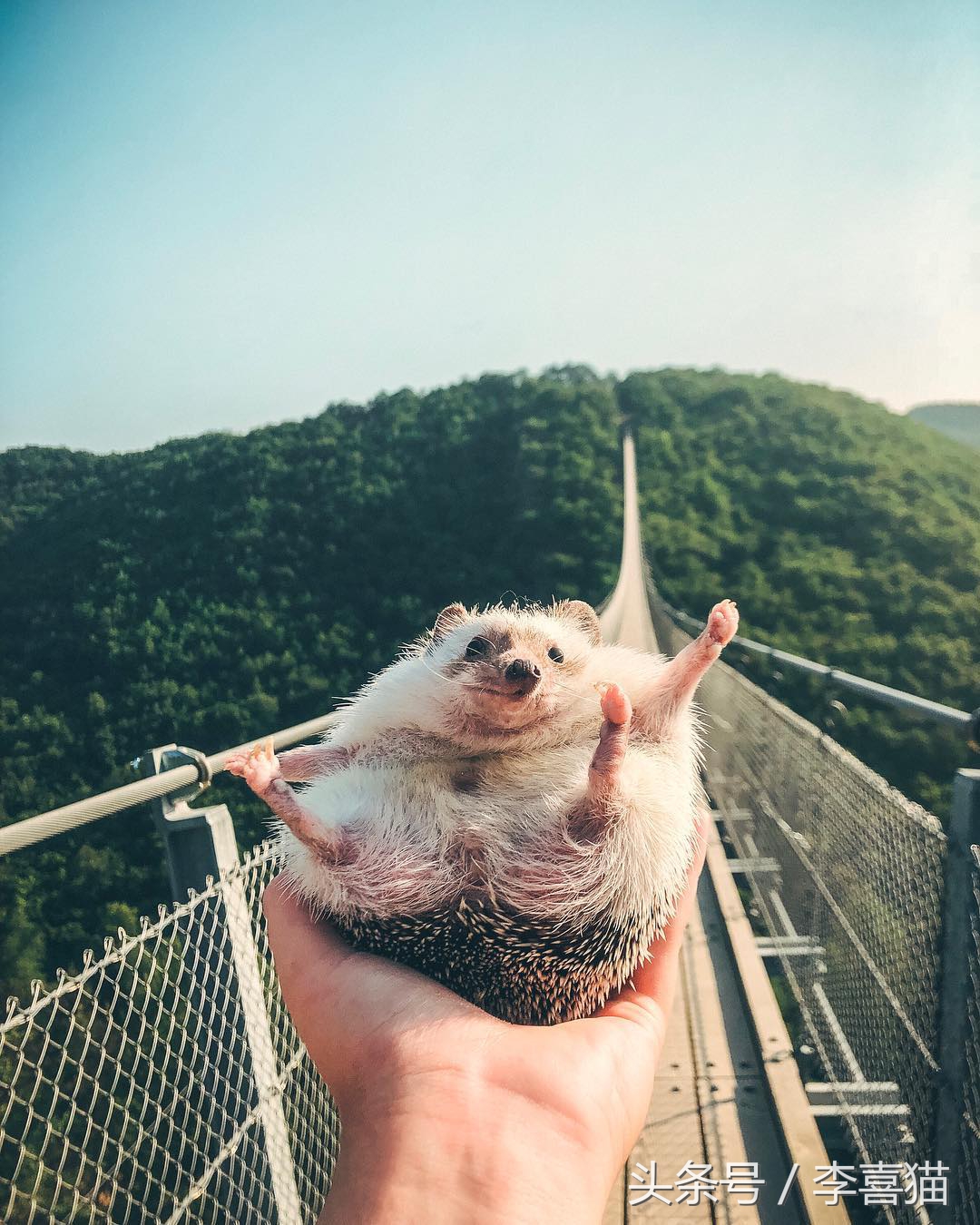 浑身都是刺也阻挡不了卖萌的脚步，活泼的吃货小刺猬了解一下