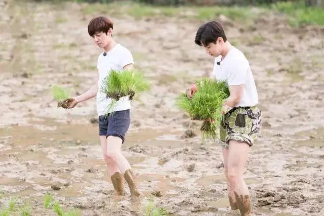 看了容易犯困的综艺,看着容易犯困的综艺