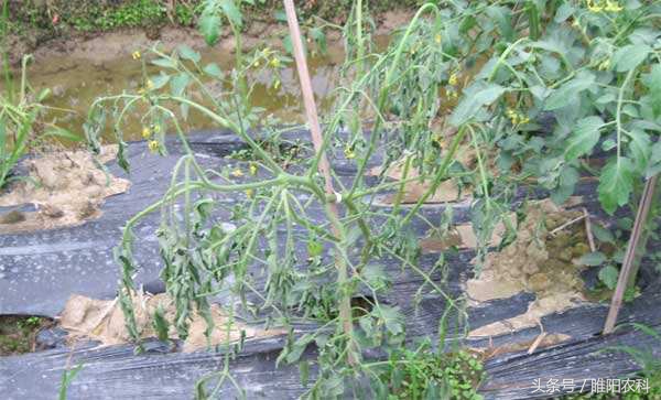 防治细菌性病害，用这个配方就够了，效果超好