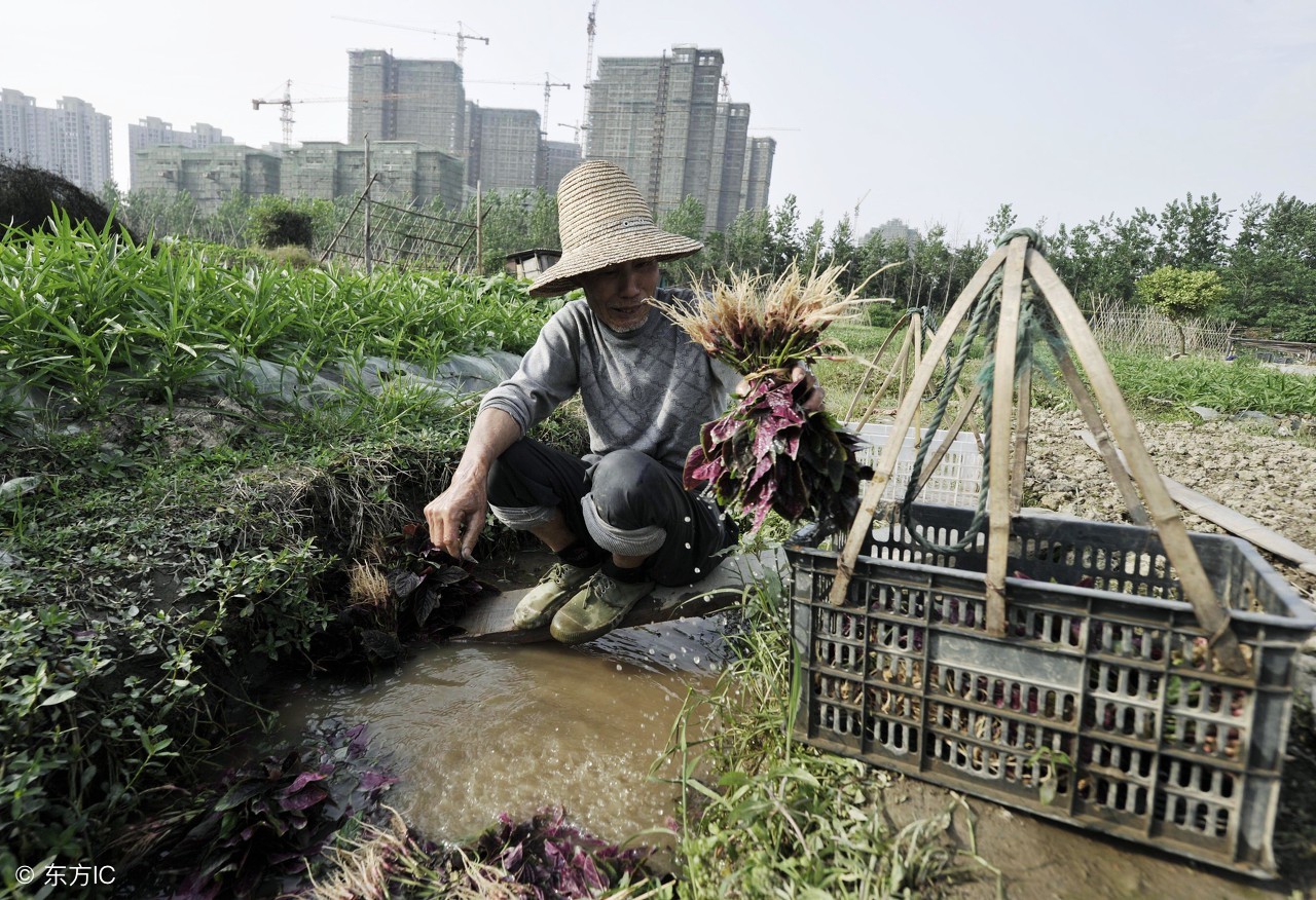 人猴情未了合集,人猴情缘故事