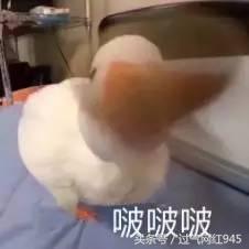 这些表情包你看完还敢用吗,这些表情包都将成为我说话的工具