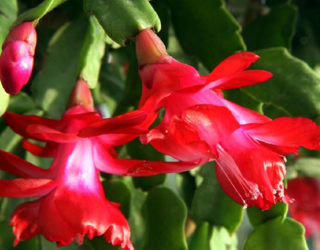 花卉遇高温天气怎么办,夏季高温花草怎么养
