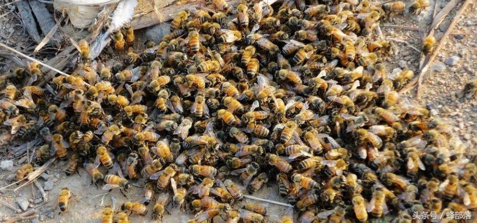 蜜蜂饲喂白糖对蜂蜜质量有影响吗,用白糖喂养的蜜蜂好吗