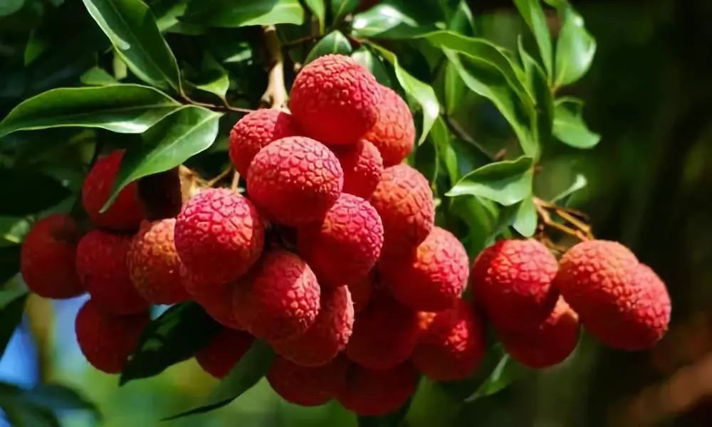 食安风险有哪些,荔枝吃多了会得荔枝病吗