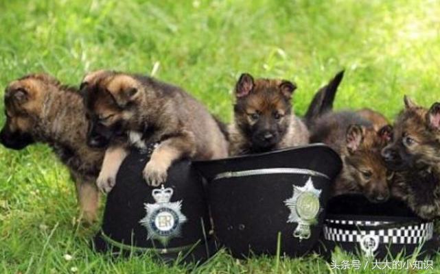 不止是男性的生育能力下降,雄性的狗狗也是受害者之一