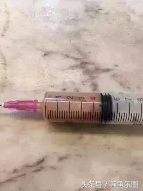 虎鱼一般都会得什么病,虎鱼常见的疾病有哪些