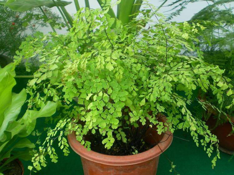 可以净化空气的室内盆栽植物,驱蚊驱虫室内净化空气清香木盆栽