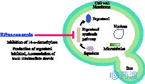 每日一药利培酮,每日一药中医