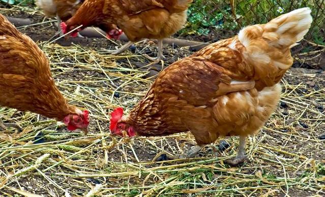 养野山鸡技术,养山鸡如何防蛇