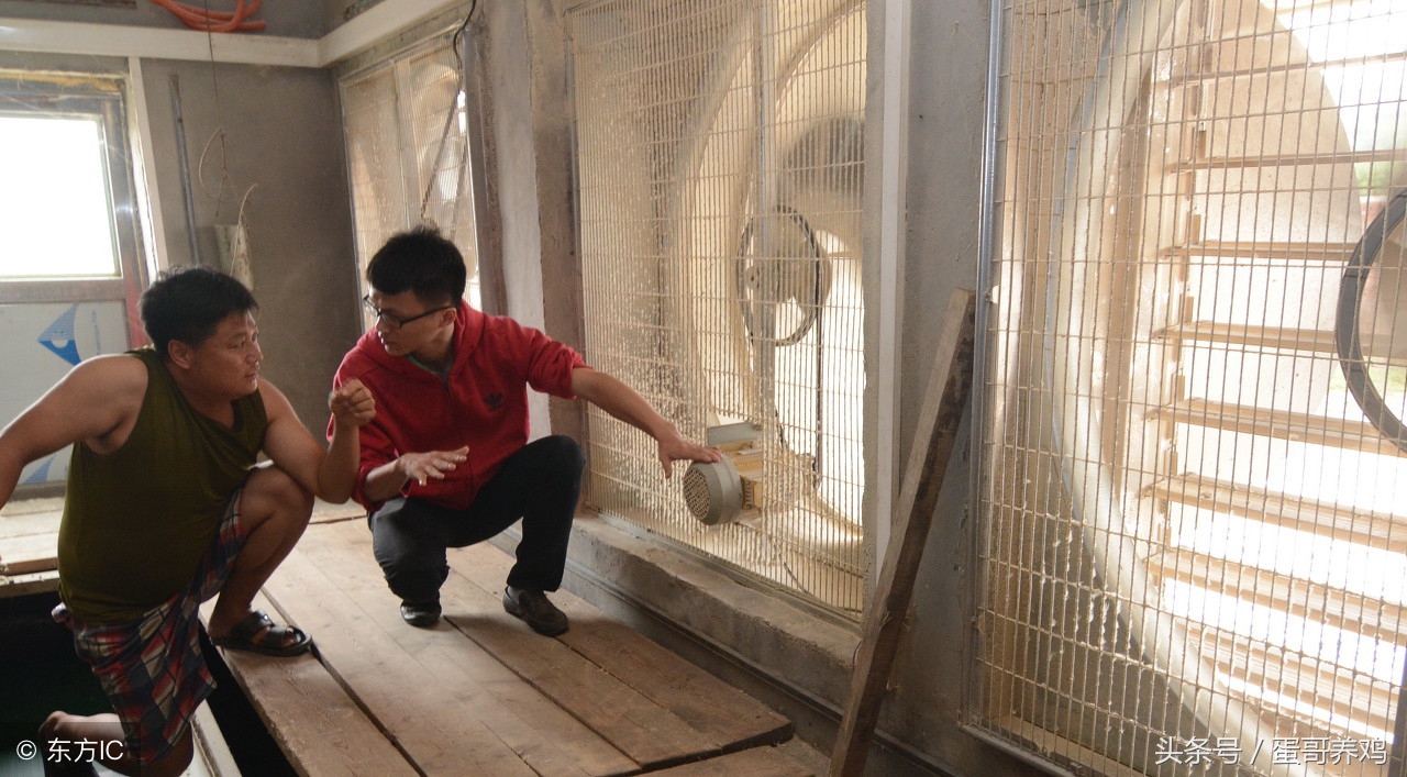 养鸡怎么防止鸡群热,夏天养鸡防热应激