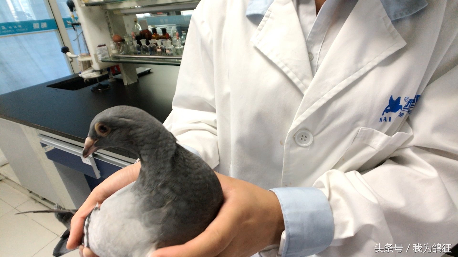 赛鸽医院专家三天治愈病幼鸽赛手重上赛场祝它赛场摘金夺银