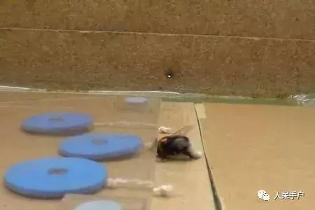 虫虫也能学会“踢球”，这难道是要参加世界杯的节奏？