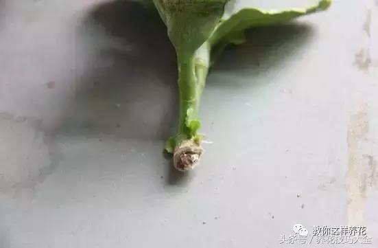 蟹爪兰长得好好的就断了怎么回事,蟹爪兰花谢了怎么处理才能复花