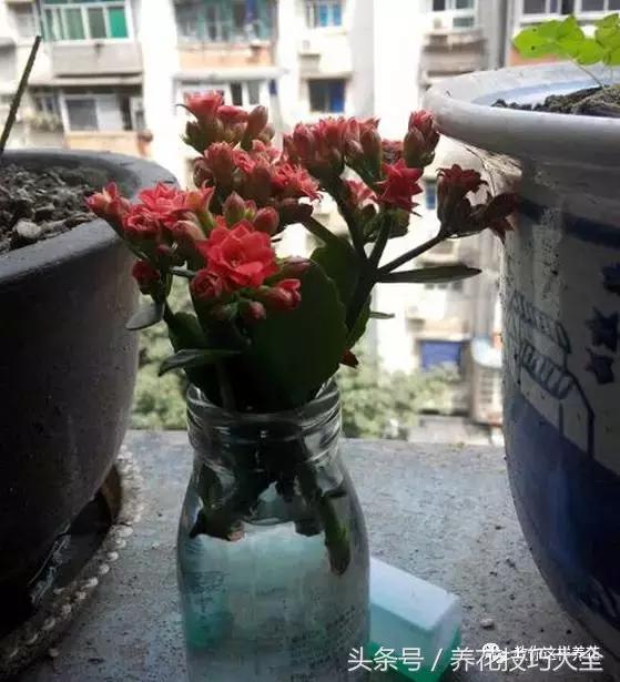 蟹爪兰长得好好的就断了怎么回事,蟹爪兰花谢了怎么处理才能复花