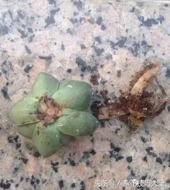 蟹爪兰长得好好的就断了怎么回事,蟹爪兰花谢了怎么处理才能复花