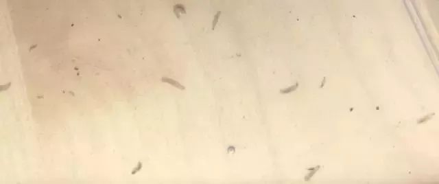 杨梅里面的虫子是怎么来的,樱桃杨梅有虫子