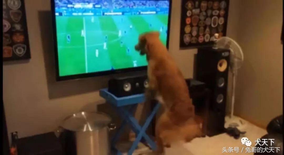 足球吉祥物狗狗盘点,一只狗狗拯救了无数人