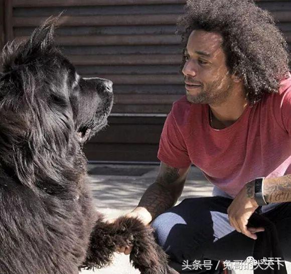 足球吉祥物狗狗盘点,一只狗狗拯救了无数人