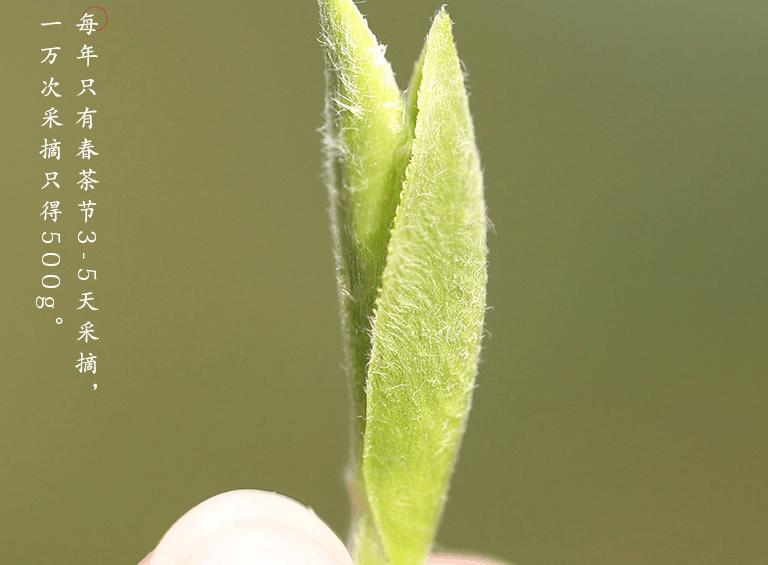 白毫银针提取物用于香奈儿,香奈儿十号乳液白茶