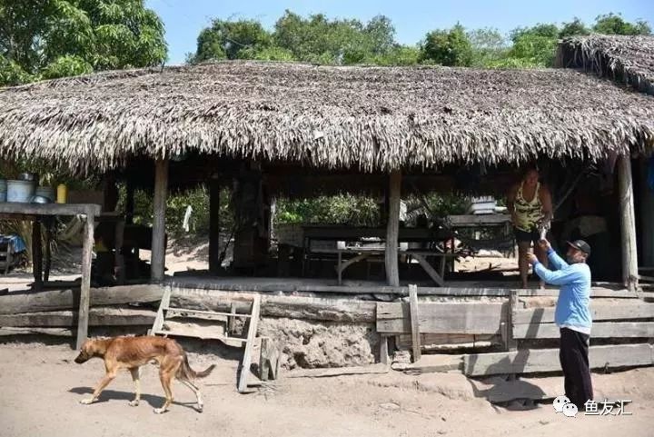 特隆贝塔如何饲养,特隆贝塔半皇与红彩区别