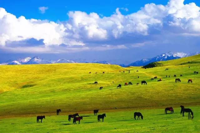 甘肃张掖军马场旅游 (张掖最好的军马场)