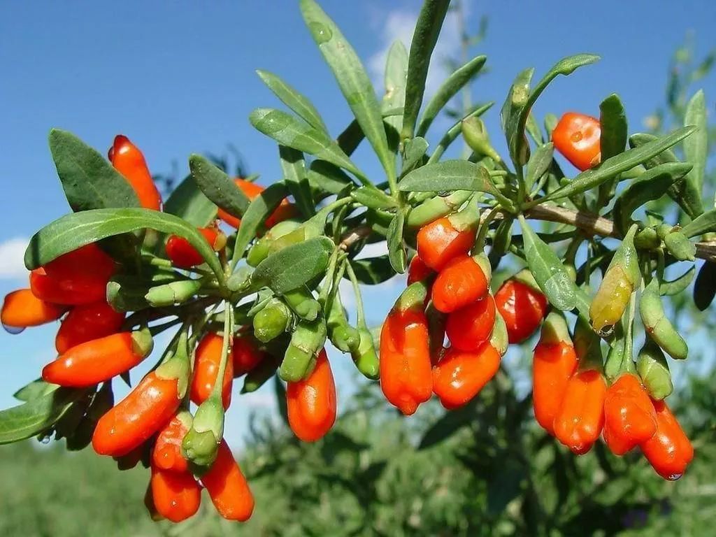 啤酒泡枸杞下一句是啥,为什么啤酒泡枸杞不醉人