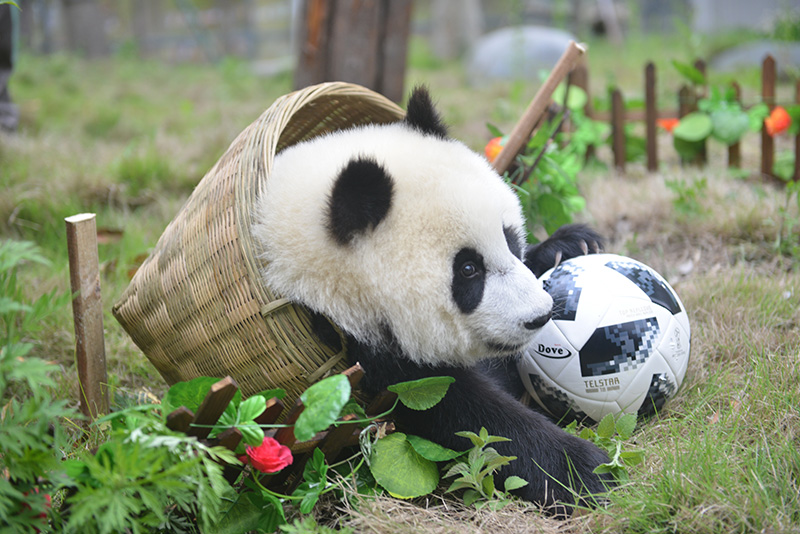 熊猫宝宝萌哭,萌宝宝们的足球友谊赛开始啦