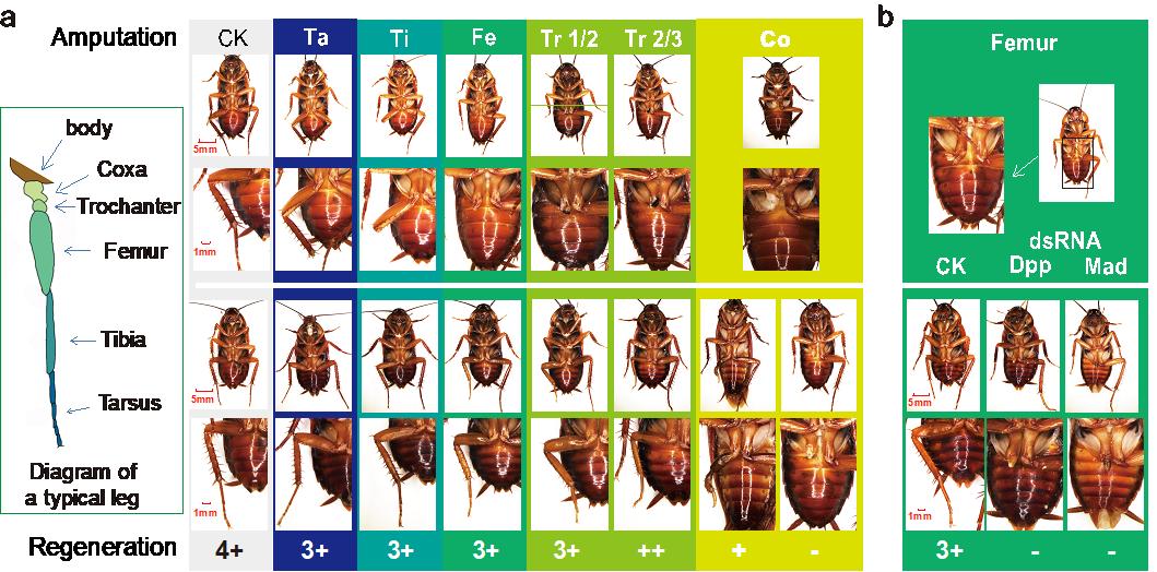 养殖10亿只蟑螂,四川成都蟑螂养殖基地