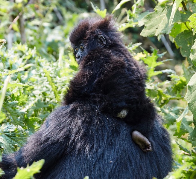 世界上最便宜的公园门票,世界上最好玩的公园门票又便宜