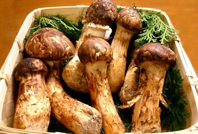 开伞的松茸菌,松茸菇会产生孢子菌吗