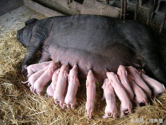 哺乳母猪的饲养管理要点有哪些,母猪配完种后饲养管理