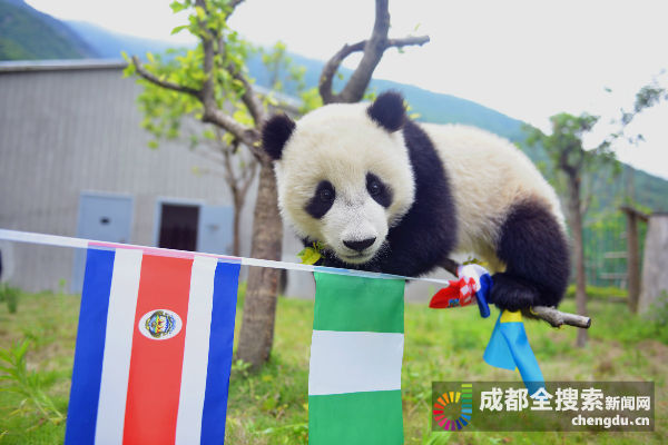 大熊猫第一场比赛,108只大熊猫亮相伦敦奥运会