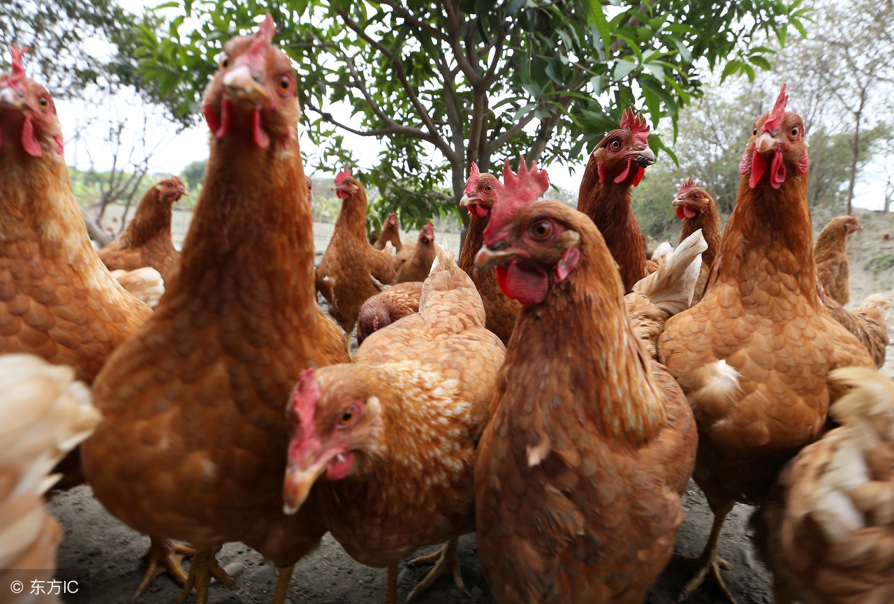 雨季养鸡管理,鸡场管理最新方法