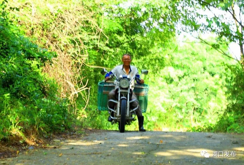 江西九江湖口龙虾养殖基地,湖口文泰村五分田龙虾养殖