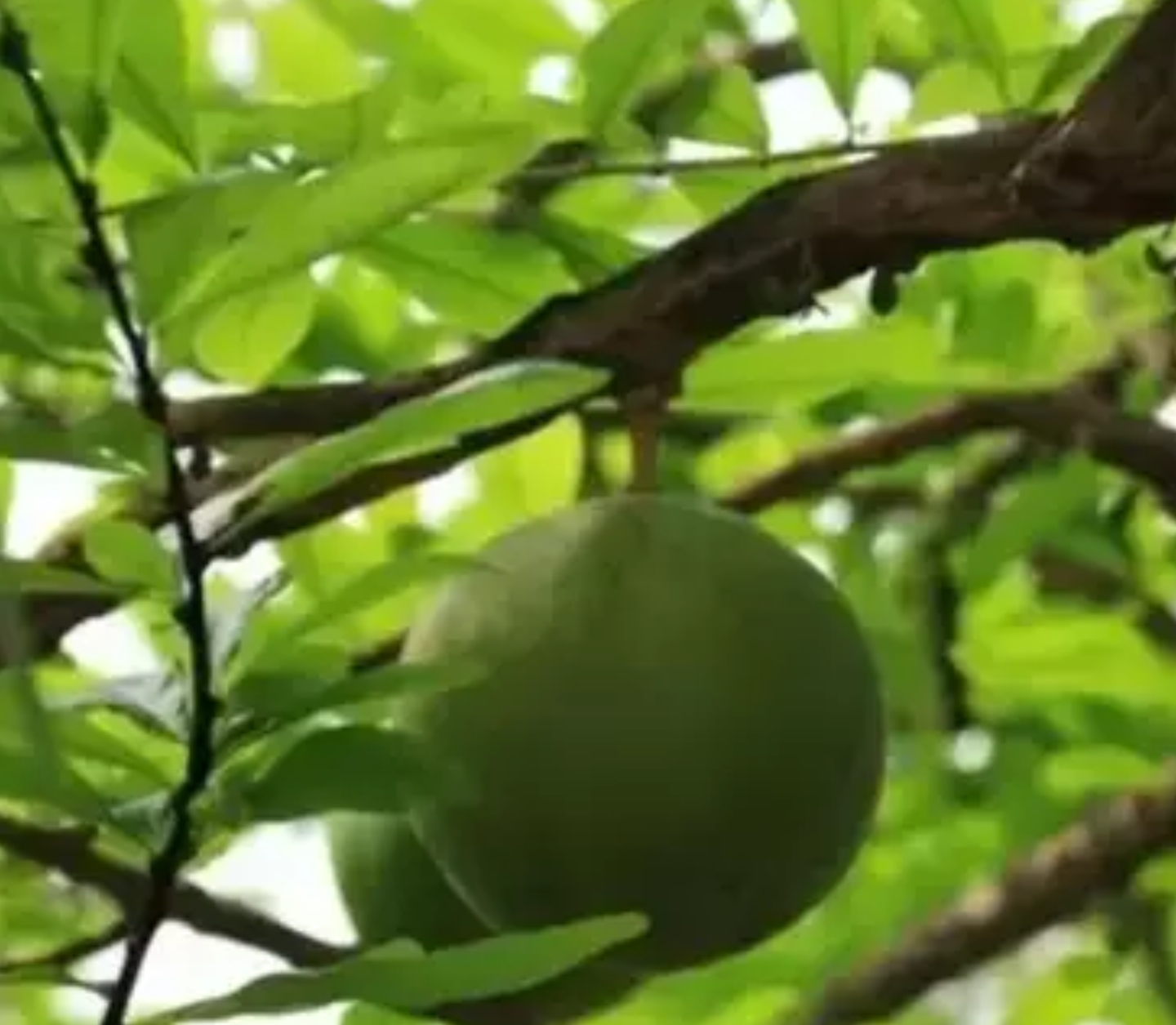 一辈子看不到的奇花异草太美了,惊艳的奇花异草