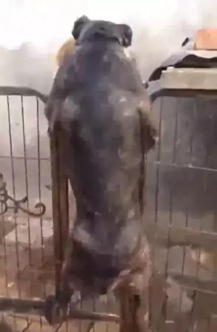 为约会情人，狗狗翻墙而入，不想命根子被卡住，这以后还能约会吗