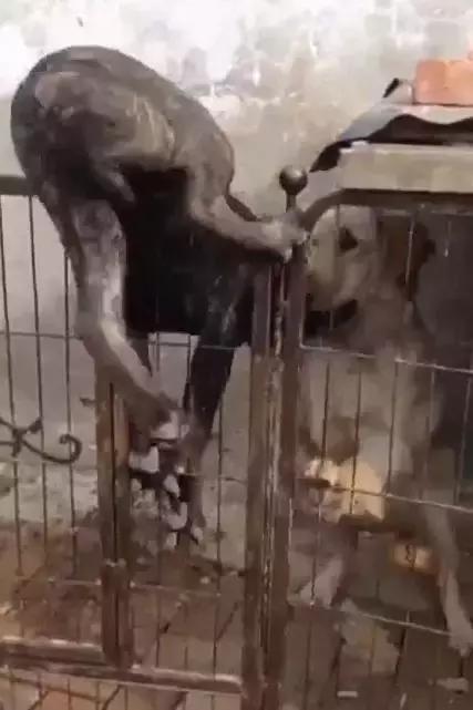 为约会情人，狗狗翻墙而入，不想命根子被卡住，这以后还能约会吗