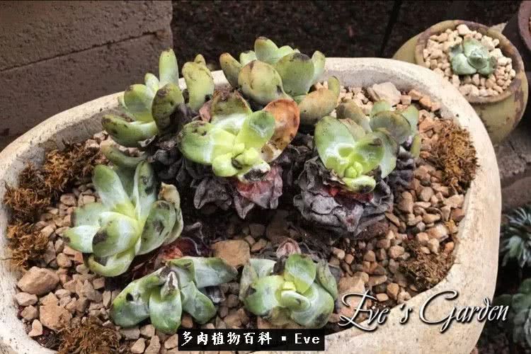 仙女杯多肉植物,拇指仙女杯也叫帕奇飞图吗