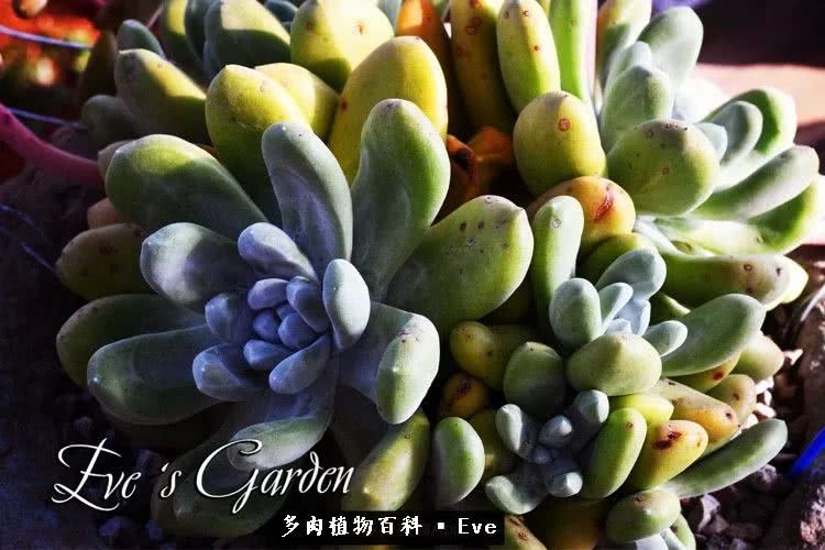 仙女杯多肉植物,拇指仙女杯也叫帕奇飞图吗