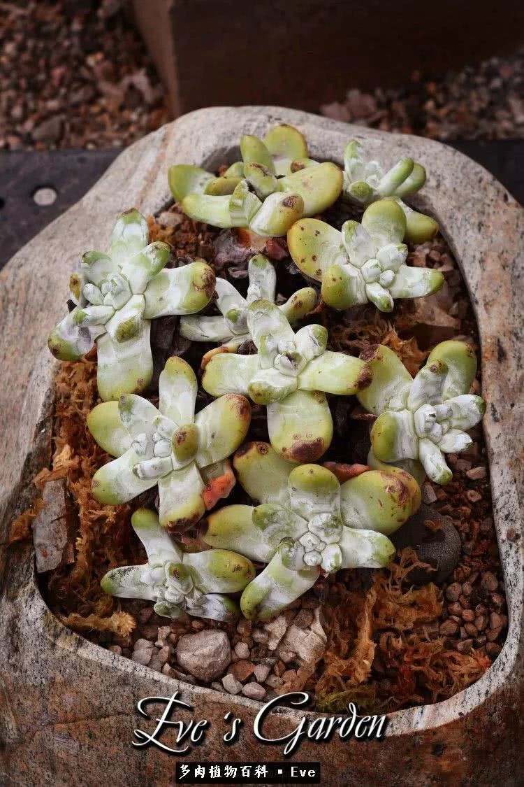 仙女杯多肉植物,拇指仙女杯也叫帕奇飞图吗