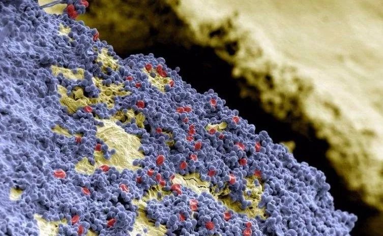 吃了螃蟹能喝酸奶牛奶吗,吃完螃蟹喝牛奶会怎么样