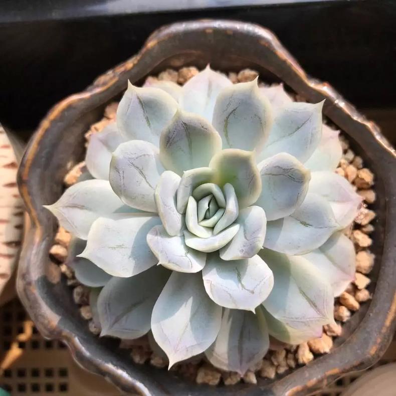 多肉植物老掉叶子是怎么了,多肉植物总是掉叶子是什么原因