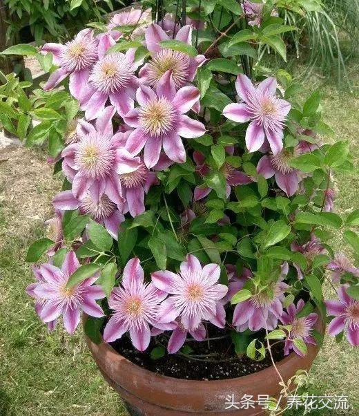 适合养在阳台的5种爬藤类花卉,北方盆栽可以多季开花的爬藤花卉