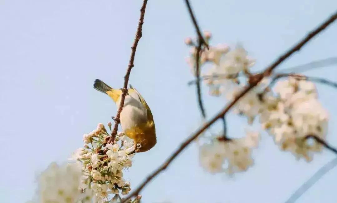 云南最好的大学是哪个大学,云南最好农校