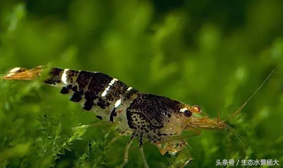 水草藻类对鱼有危害吗,水草过多对龙虾有害吗