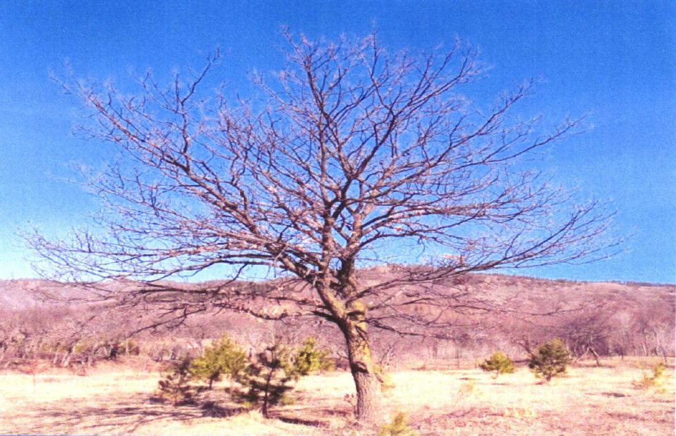 山丁子盆景修剪技巧,赤松景观树怎么修剪