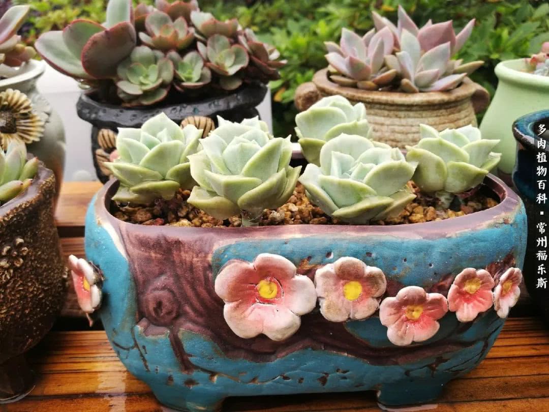 养多肉摒弃焦虑,包邮区不能养的多肉有哪些
